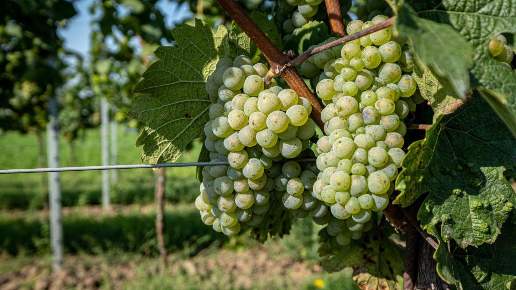 Penzion pod Kraví horou Bořetice Exterior foto